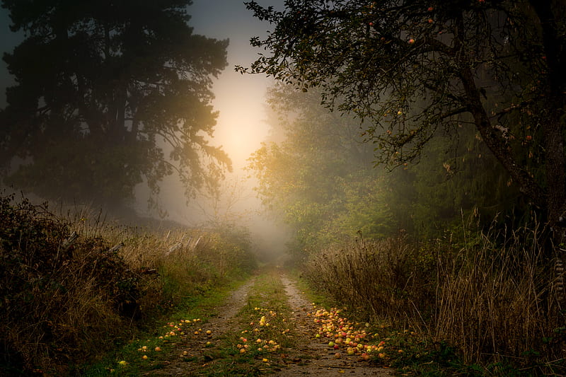 road, forest, fog, apples, trees, HD wallpaper